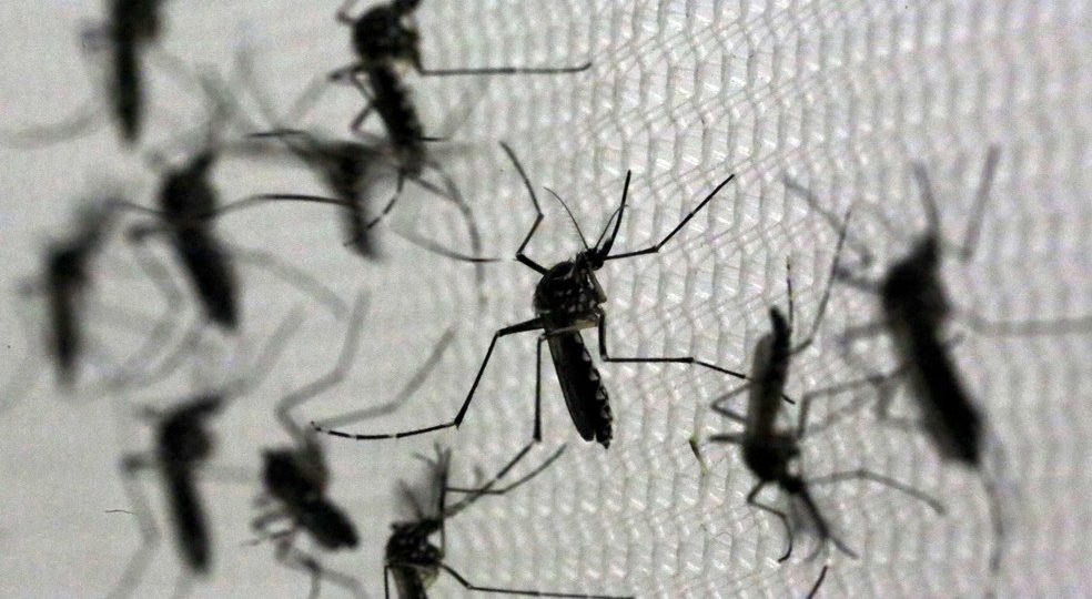 Aumento alarmante: Baixada Santista registra mais duas fatalidades por dengue, totalizando nove em 2024