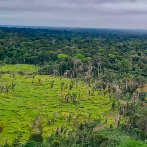 Plano de regeneração da Amazônia incluirá concessões florestais e novas estratégias de restauração