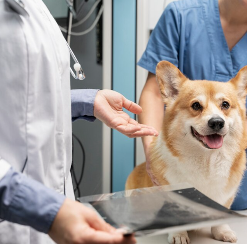 O desafio de controlar a dor dos pets