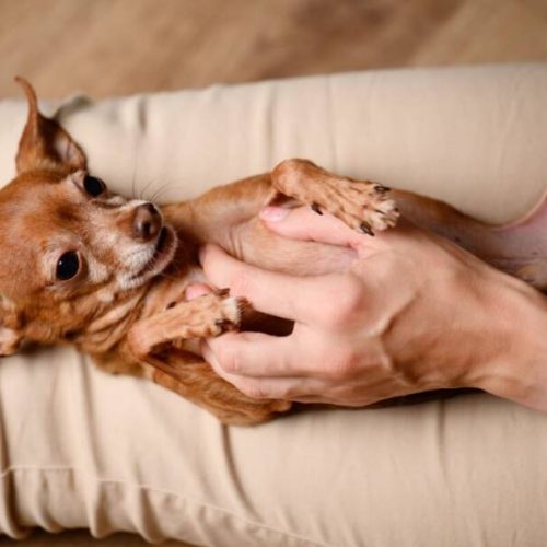 Cães podem sentir cócegas? Vamos descobrir com uma investigação!