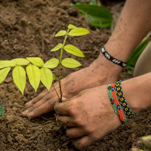 Santos oferece mudas gratuitas para moradores que desejam enriquecer a arborização urbana