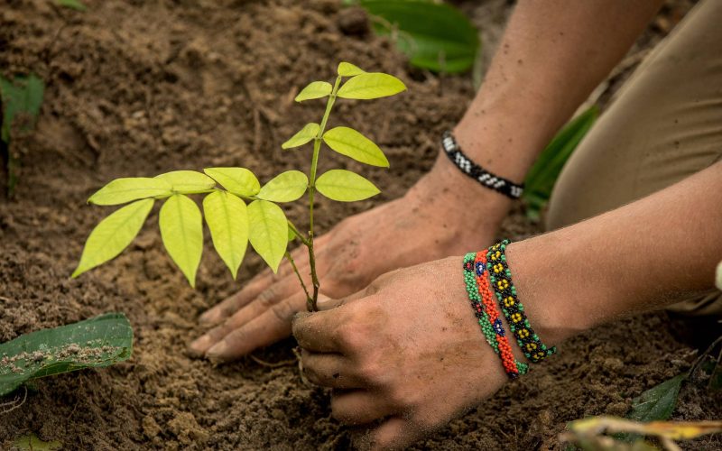 Santos oferece mudas gratuitas para moradores que desejam enriquecer a arborização urbana