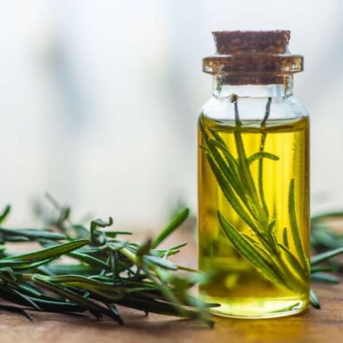 Descubra 5 razões para cultivar alecrim e purificar as energias do seu lar.