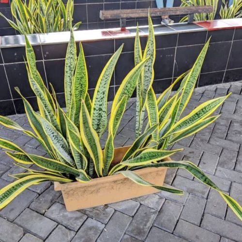 5 razões para cultivar a espada-de-são-jorge e proteger sua casa contra energias negativas