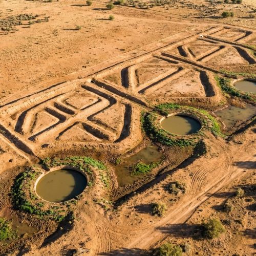 Milhões de Abelhas em Combate ao Saara: O Calor Atinge 70 °C, Mas a Geometria se Revela a Verdadeira Solução