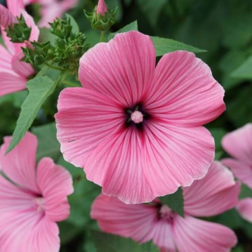Maio: As hortaliças e flores perfeitas para o seu cultivo neste mês
