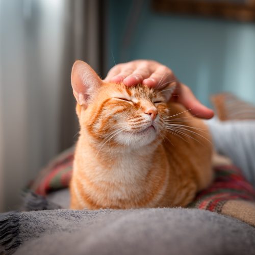 Como o cérebro felino reage ao carinho: um mergulho na neurociência dos gatos