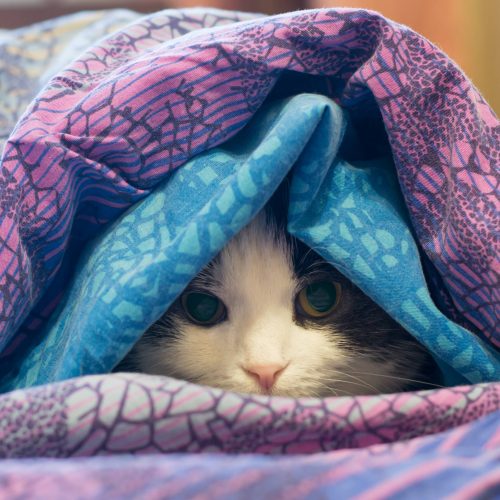 Como identificar o desconforto do seu gato no frio e dicas para aquecê-lo nesta temporada de inverno.