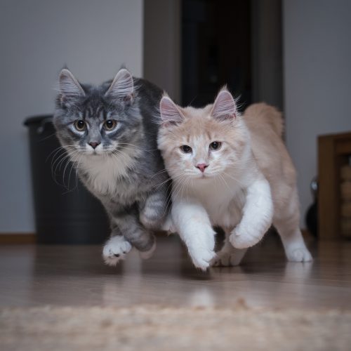 Estratégias eficazes para atrair seu gato e garantir sua presença