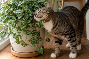 Pesquisa revela planta preferida dos felinos, superando a famosa erva-de-gato
