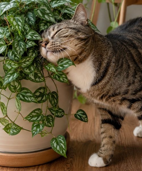 Pesquisa revela planta preferida dos felinos, superando a famosa erva-de-gato