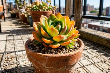 A suculenta que se transforma sob a luz solar: dicas para cultivar cores vibrantes e embelezar varandas com estilo