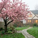 Cultivando beleza no inverno: a árvore japonesa que floresce em qualquer desafio climático