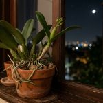 Jardineiros revelam segredo para o florescimento das orquídeas: a temperatura é essencial!