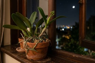 Jardineiros revelam segredo para o florescimento das orquídeas: a temperatura é essencial!