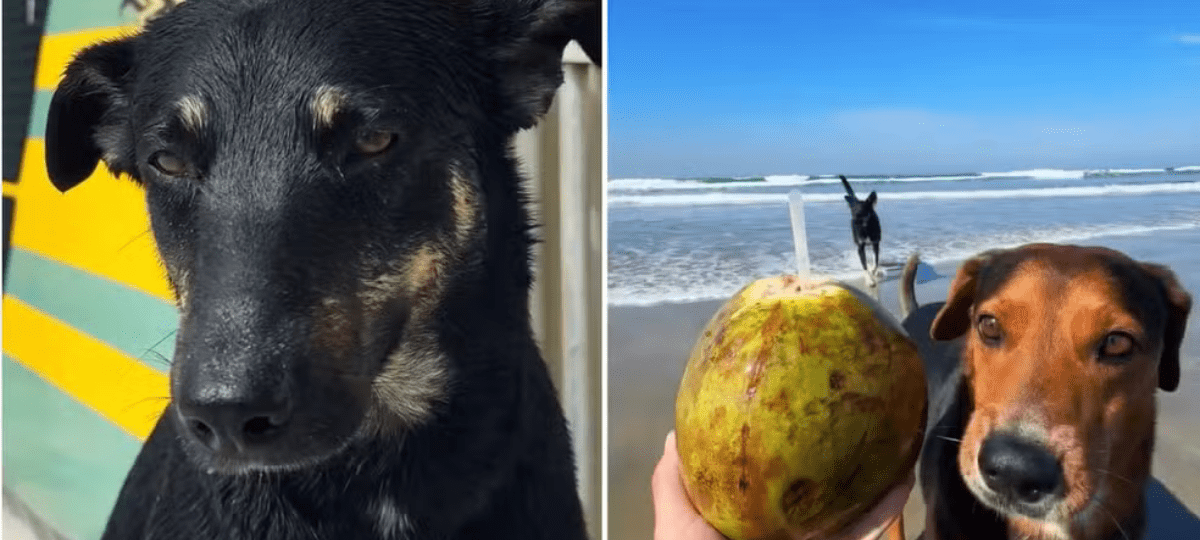 Bill e Tobias descobrem novos ares nas ondas de Praia Grande