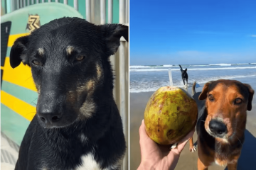 Bill e Tobias descobrem novos ares nas ondas de Praia Grande