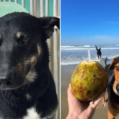 Bill e Tobias descobrem novos ares nas ondas de Praia Grande