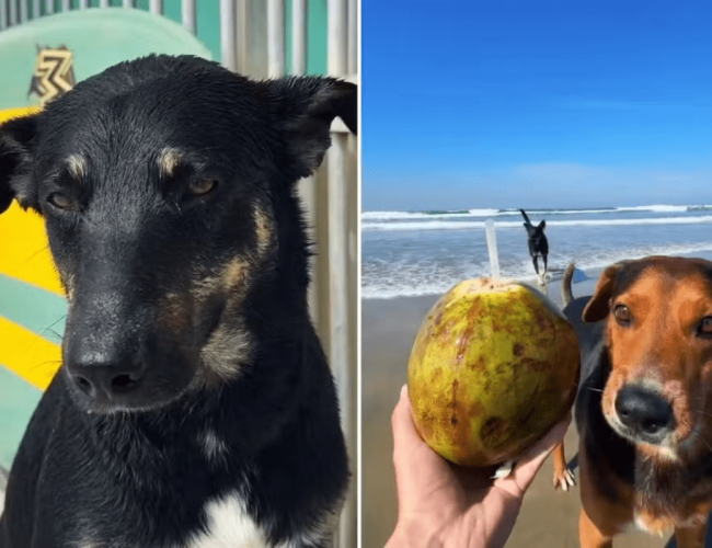 Bill e Tobias descobrem novos ares nas ondas de Praia Grande