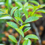 Plantas amareladas? Entenda como o excesso de água, pragas e a carência de nutrientes podem afetá-las e aprenda a remediar a situação.