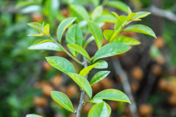 Plantas amareladas? Entenda como o excesso de água, pragas e a carência de nutrientes podem afetá-las e aprenda a remediar a situação.