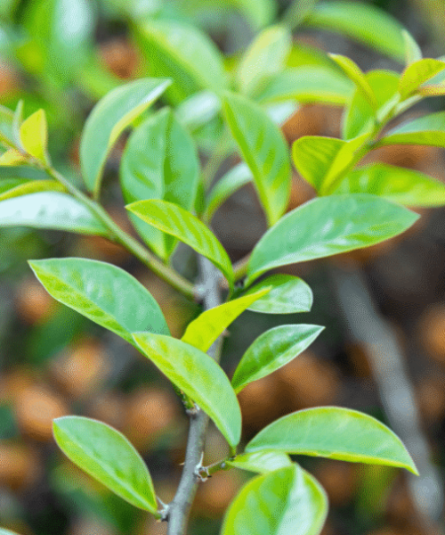 Plantas amareladas? Entenda como o excesso de água, pragas e a carência de nutrientes podem afetá-las e aprenda a remediar a situação.