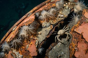 200 mil barris com resíduos radioativos ficaram no fundo do mar por várias décadas, agora cientistas fizeram uma descoberta incomum nas profundezas
