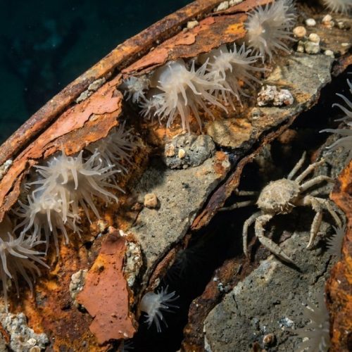 200 mil barris com resíduos radioativos ficaram no fundo do mar por várias décadas, agora cientistas fizeram uma descoberta incomum nas profundezas