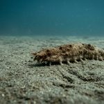O animal que parece frágil, vive quase parado e ainda assim possui uma das estratégias de sobrevivência mais eficientes do oceano