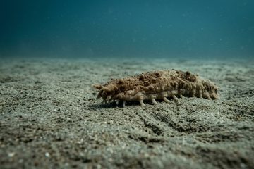 O animal que parece frágil, vive quase parado e ainda assim possui uma das estratégias de sobrevivência mais eficientes do oceano