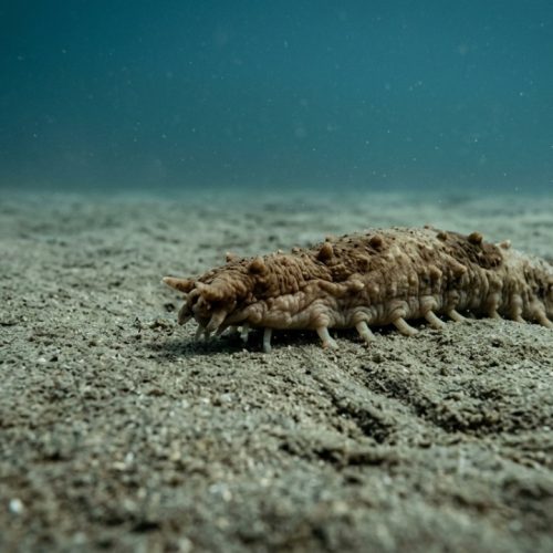 O animal que parece frágil, vive quase parado e ainda assim possui uma das estratégias de sobrevivência mais eficientes do oceano