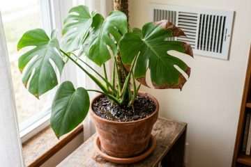 Folhas de plantas com bordas marrons? O culpado pode ser a umidade do ar, não a rega.